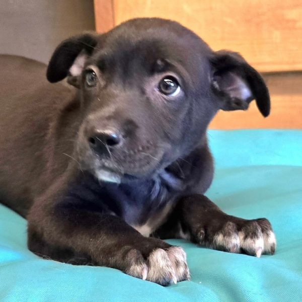 Count Chocula thumbnail 6