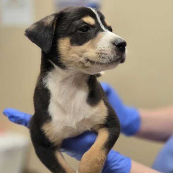 Apple Jacks thumbnail 2