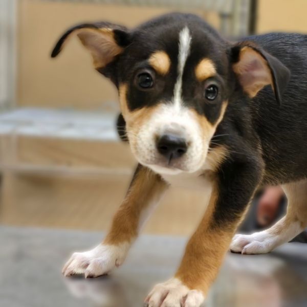 Apple Jacks thumbnail 3