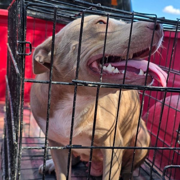 Apple Jacks thumbnail 4