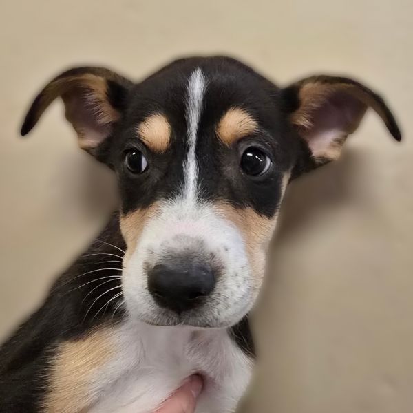 Apple Jacks thumbnail 5