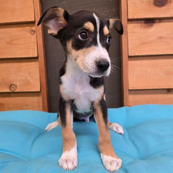 Apple Jacks thumbnail 6