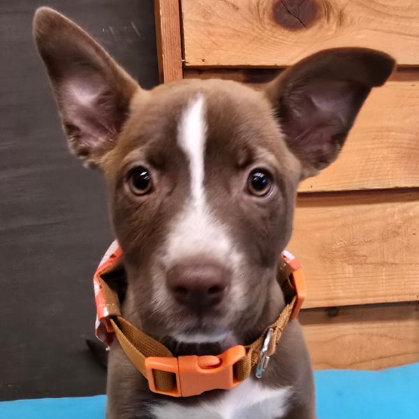 Lucky Charms photo 1