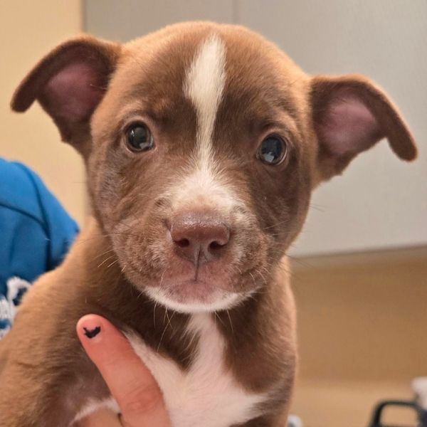 Lucky Charms thumbnail 2