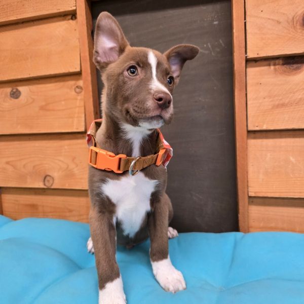 Lucky Charms thumbnail 4