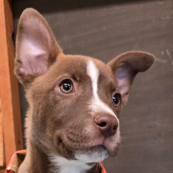 Lucky Charms thumbnail 5