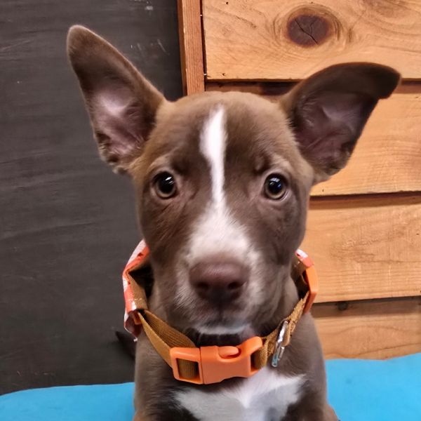 Lucky Charms thumbnail 6