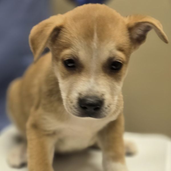 Cheerios thumbnail 2