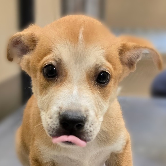 Cheerios thumbnail 3