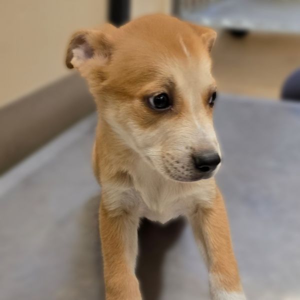 Cheerios thumbnail 4