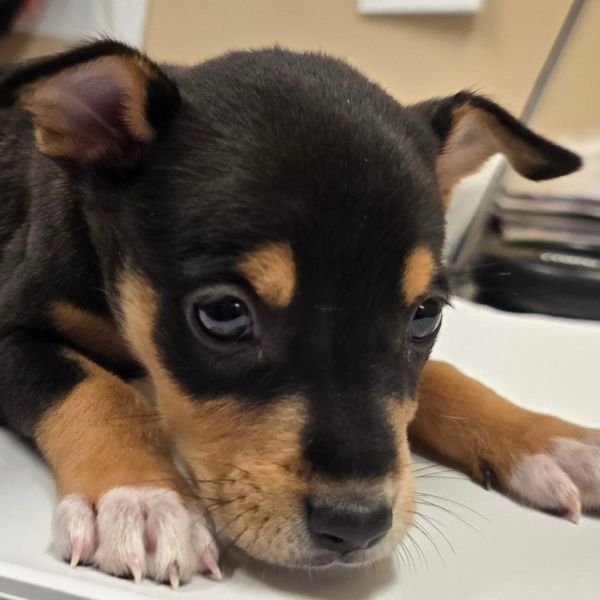 Mini Wheats thumbnail 3