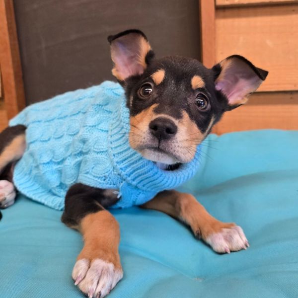 Mini Wheats thumbnail 4