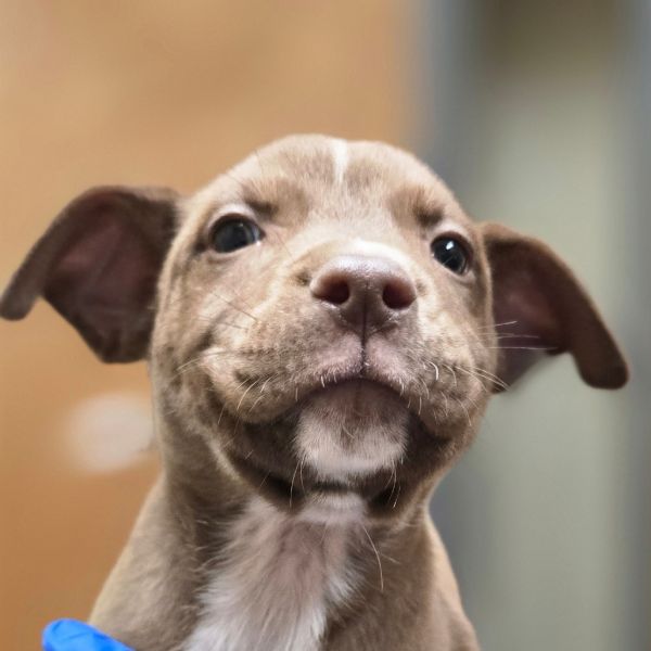 Raisin Bran thumbnail 2