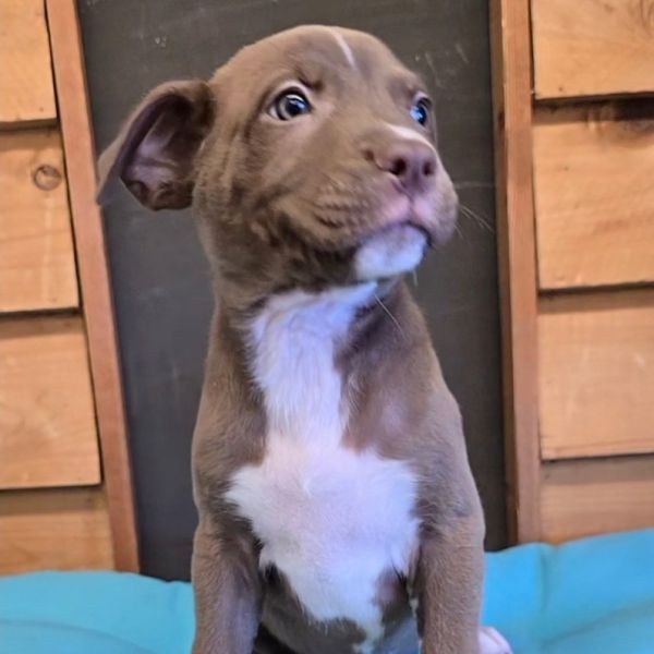 Raisin Bran thumbnail 3