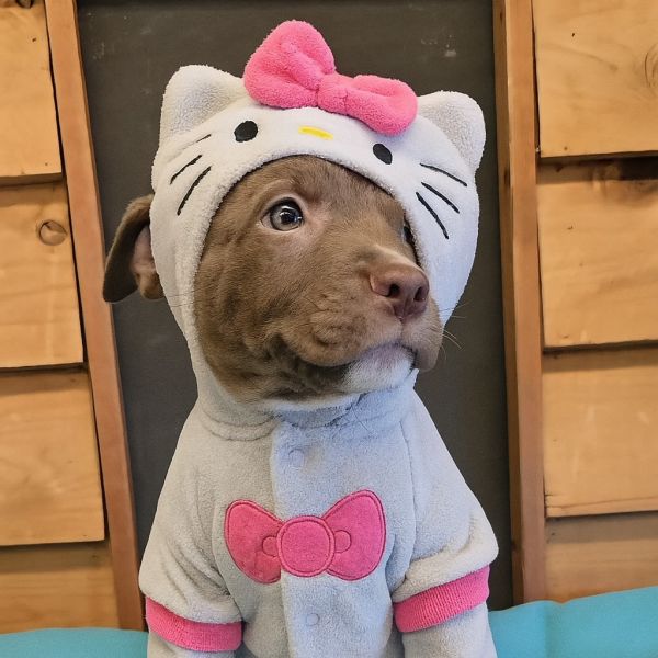 Raisin Bran thumbnail 4