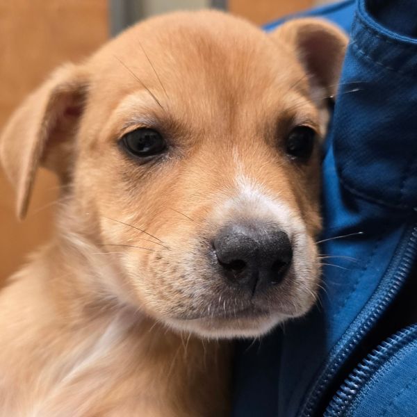 Corn Flakes thumbnail 2