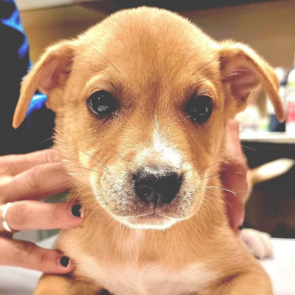 Corn Flakes thumbnail 3