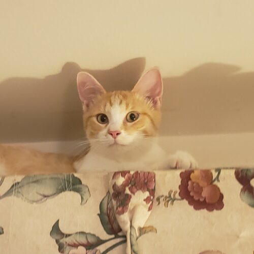 Tater Tot thumbnail 2