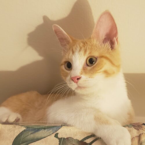 Tater Tot thumbnail 3