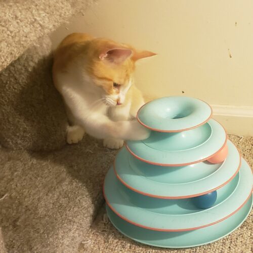 Tater Tot thumbnail 4