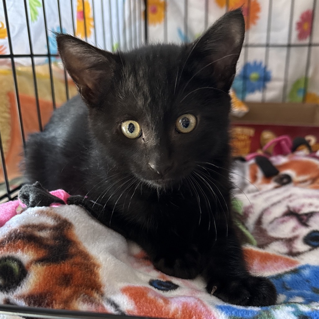 Silas, an adoptable Domestic Short Hair in Bismarck, ND, 58507 | Photo Image 1