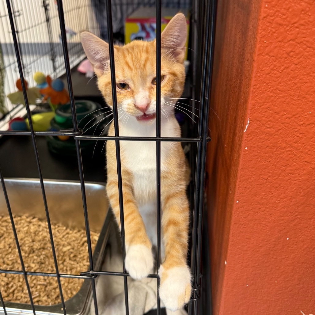 Blake, an adoptable Domestic Short Hair in Bismarck, ND, 58507 | Photo Image 2