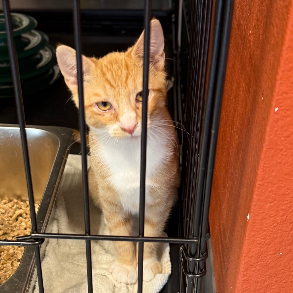 Blake, an adoptable Domestic Short Hair in Bismarck, ND, 58507 | Photo Image 3