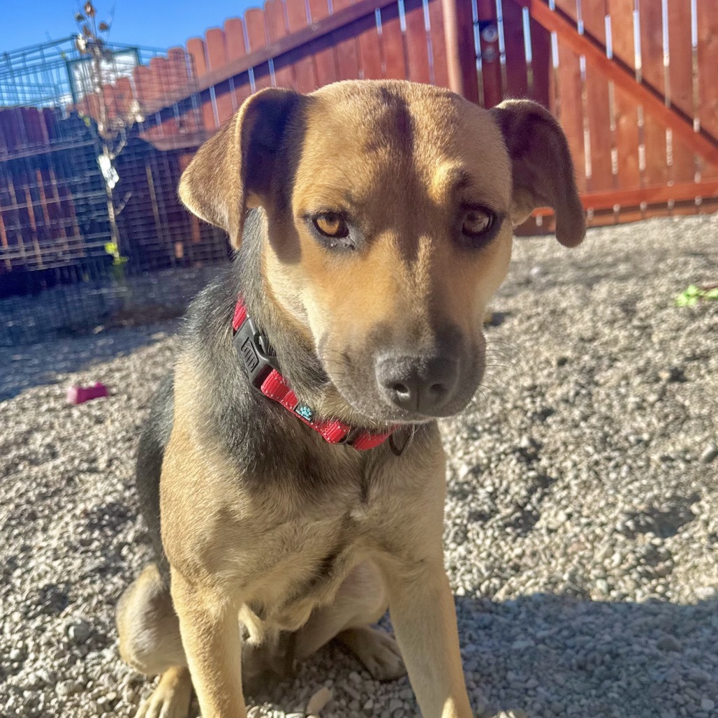 Cleo (Zahara), an adoptable Mixed Breed in Lander, WY, 82520 | Photo Image 1