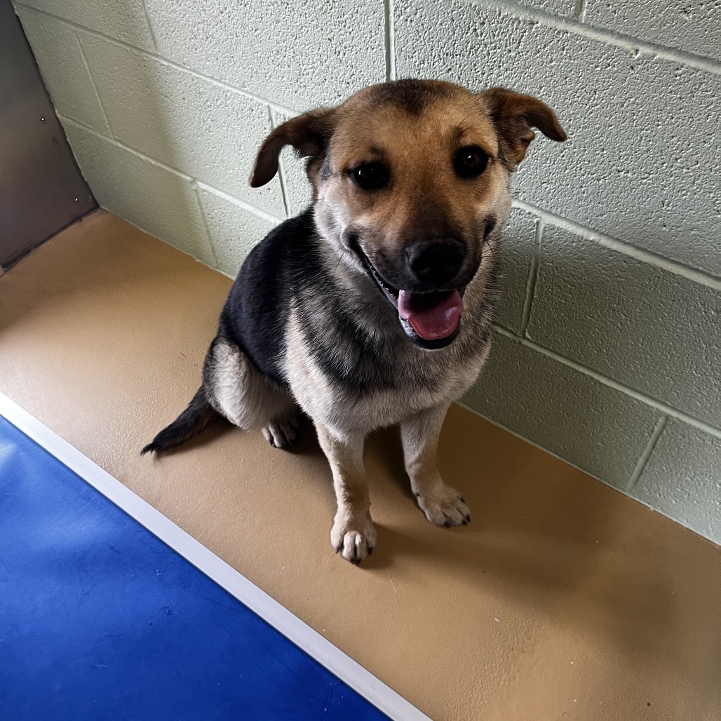 Cleo (Zahara), an adoptable Mixed Breed in Lander, WY, 82520 | Photo Image 2