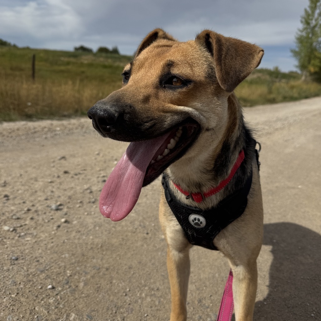 Cleo (Zahara), an adoptable Mixed Breed in Lander, WY, 82520 | Photo Image 3