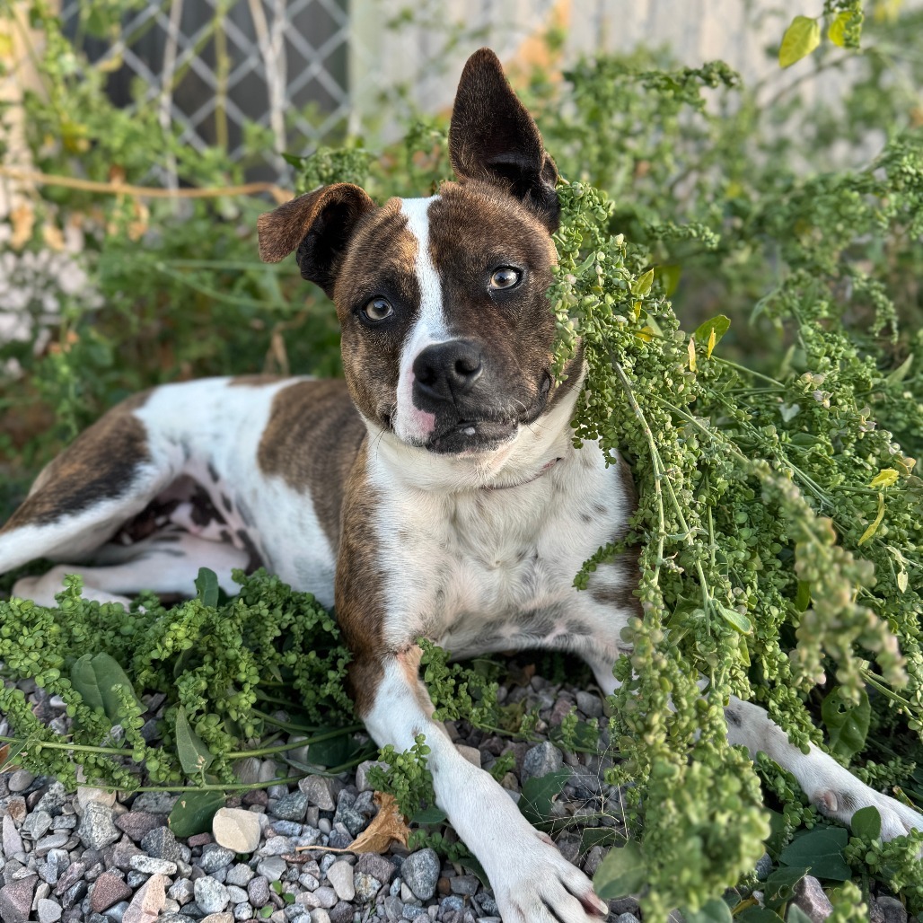 Mousy, an adoptable Pit Bull Terrier, Chihuahua in Lander, WY, 82520 | Photo Image 1