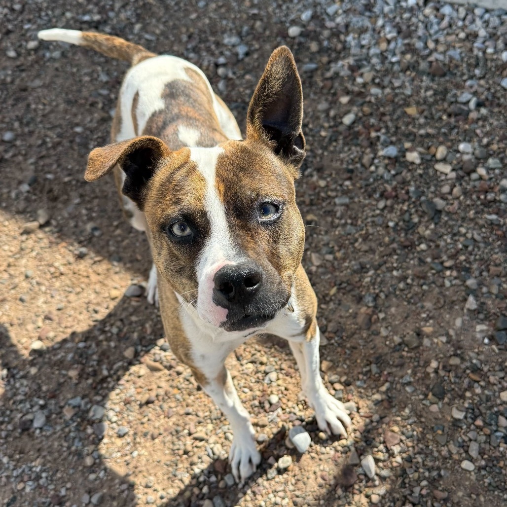Mousy, an adoptable Pit Bull Terrier, Chihuahua in Lander, WY, 82520 | Photo Image 2