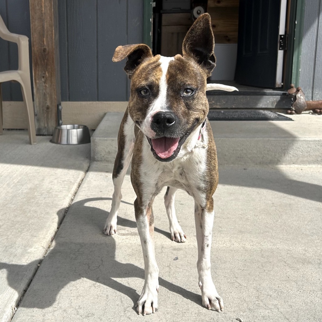 Mousy, an adoptable Pit Bull Terrier, Chihuahua in Lander, WY, 82520 | Photo Image 3