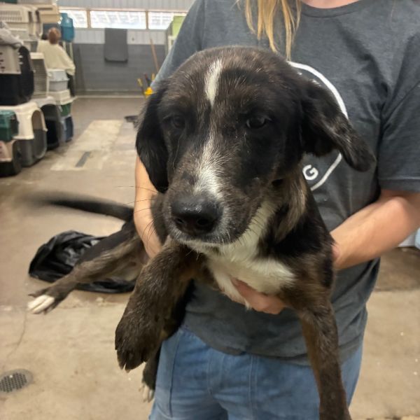 Buttercup thumbnail 2