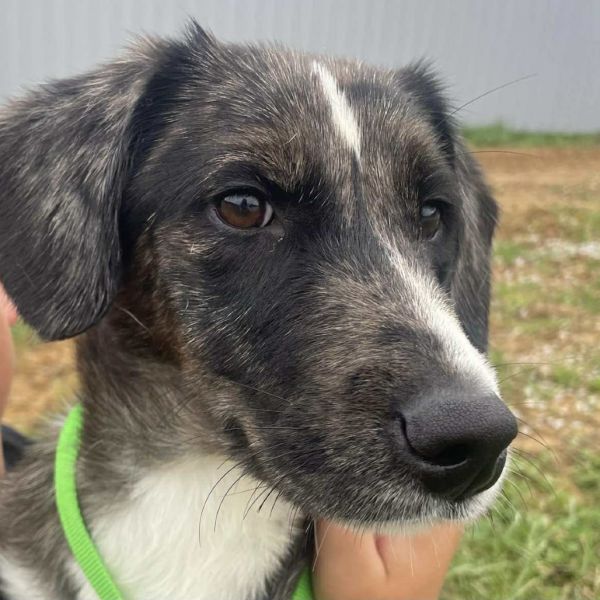 Buttercup thumbnail 3