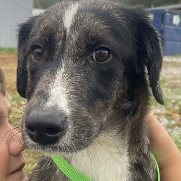 Buttercup thumbnail 4