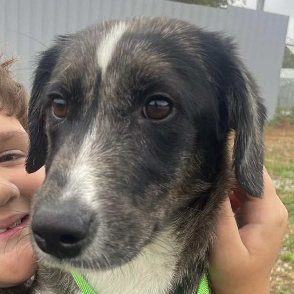 Buttercup thumbnail 5