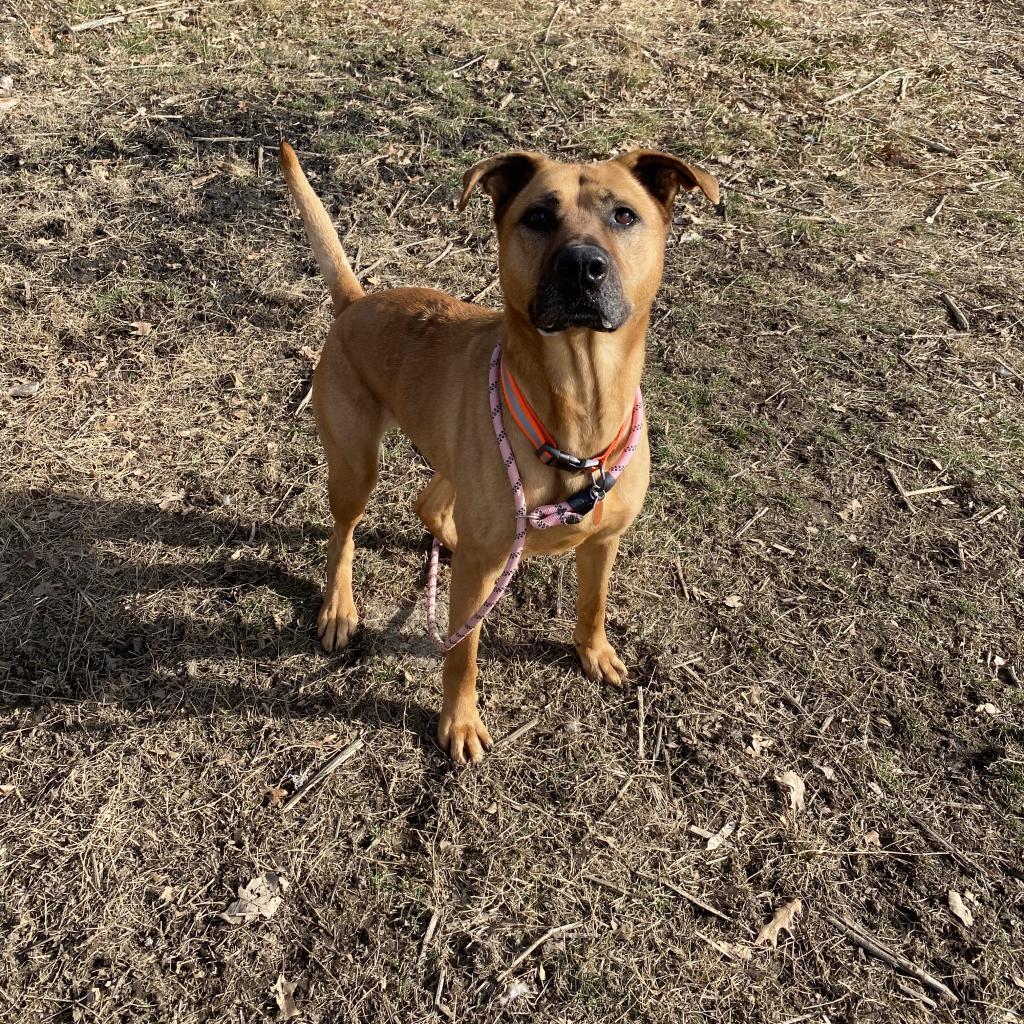 Dixie