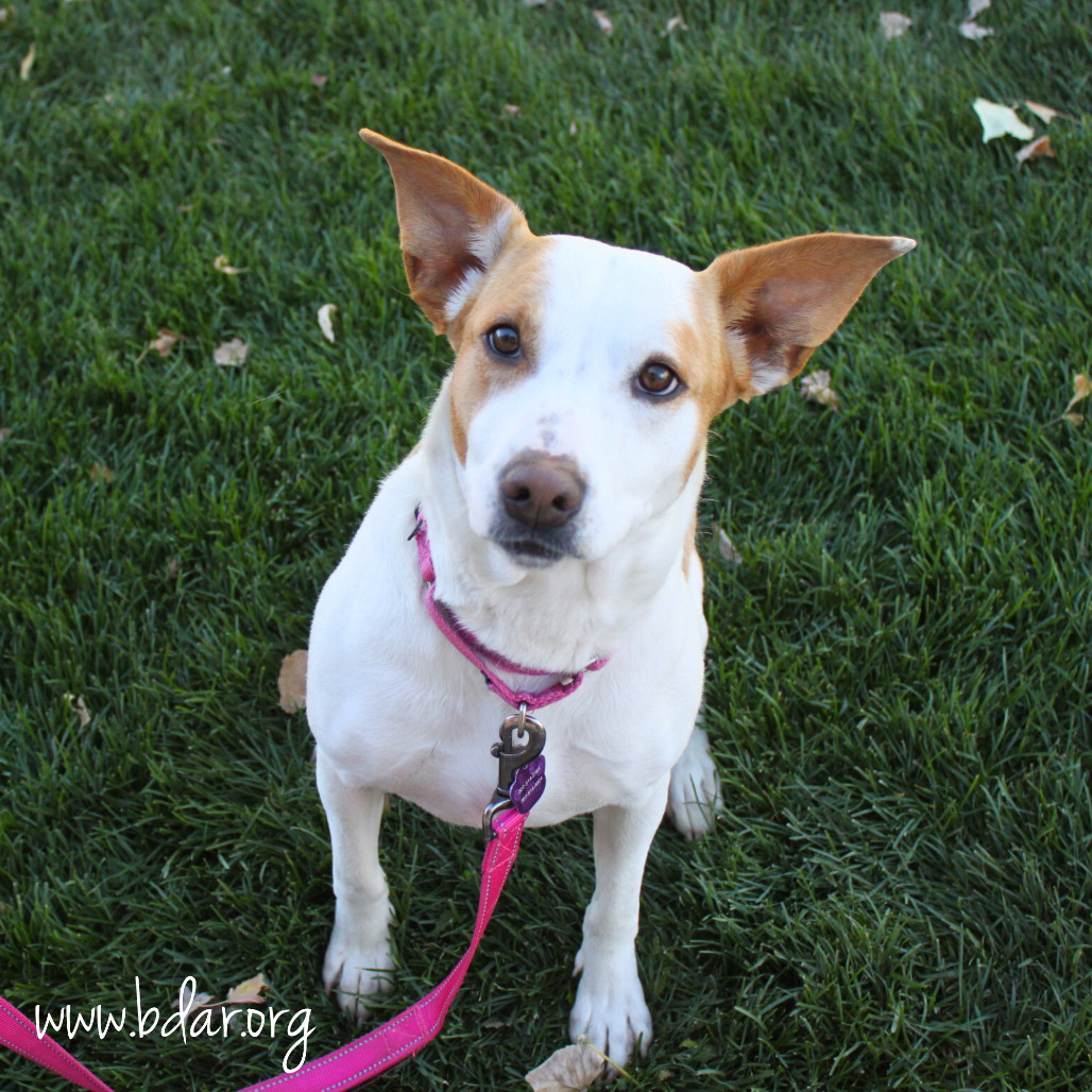 Sarah, an adoptable Beagle, Terrier in Cheyenne, WY, 82009 | Photo Image 1