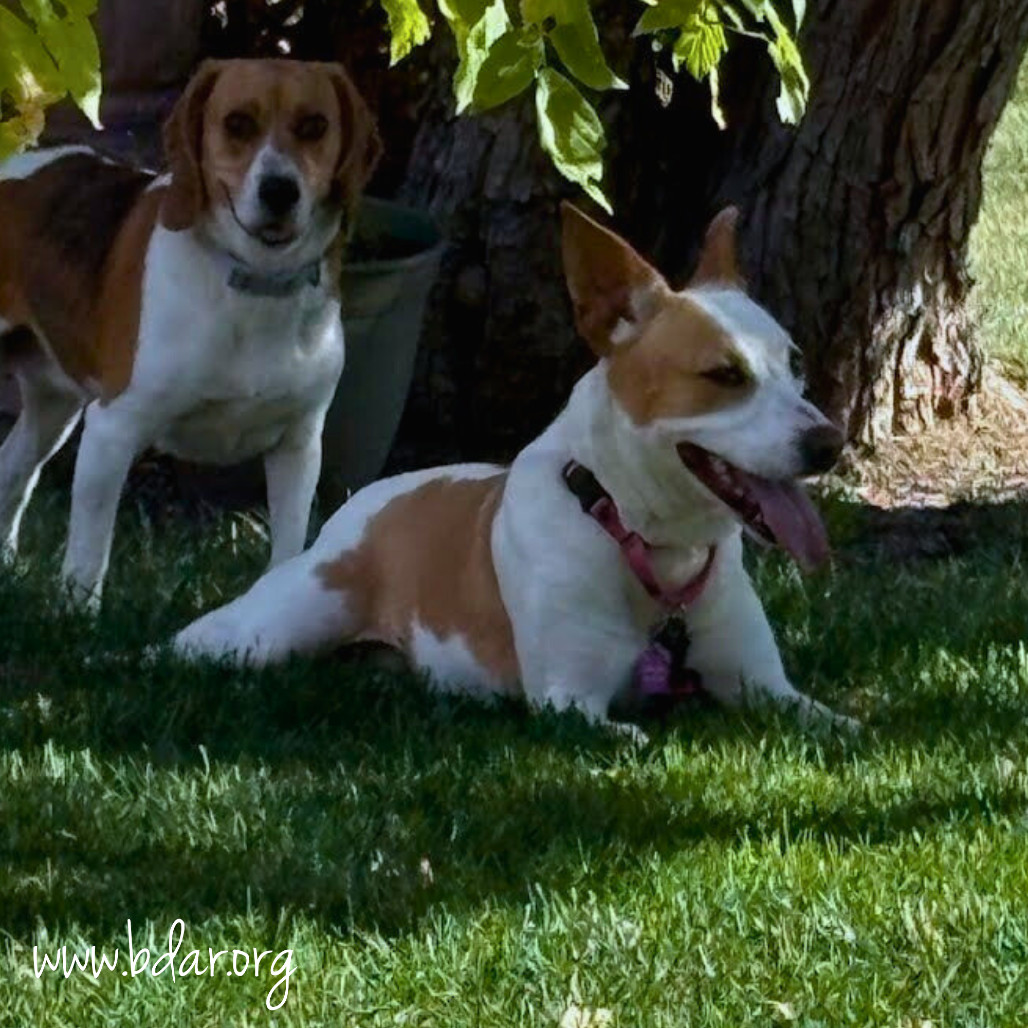 Sarah, an adoptable Beagle, Terrier in Cheyenne, WY, 82009 | Photo Image 2