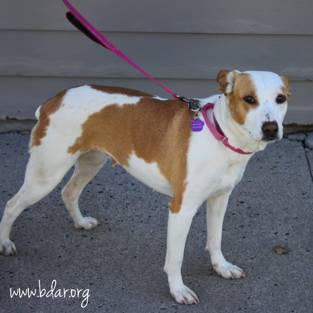 Sarah, an adoptable Beagle, Terrier in Cheyenne, WY, 82009 | Photo Image 3