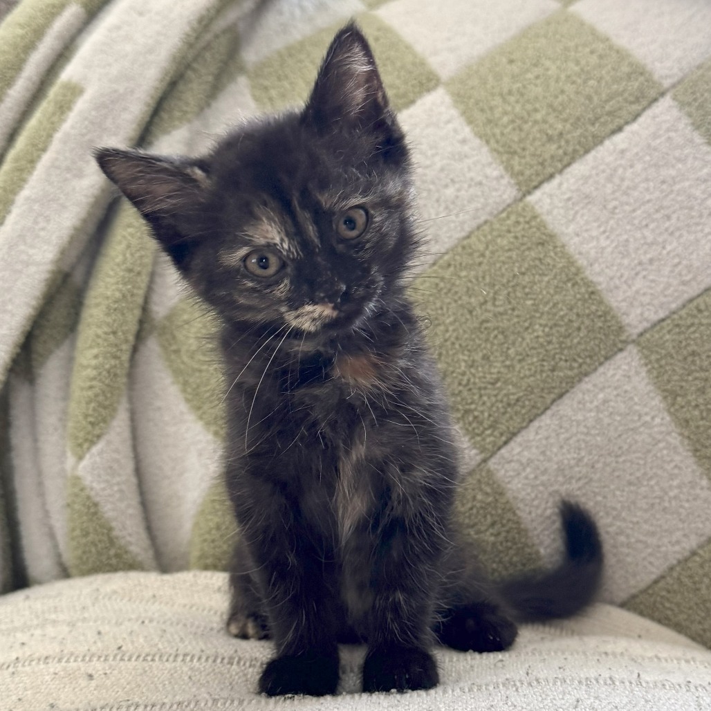 Rascal