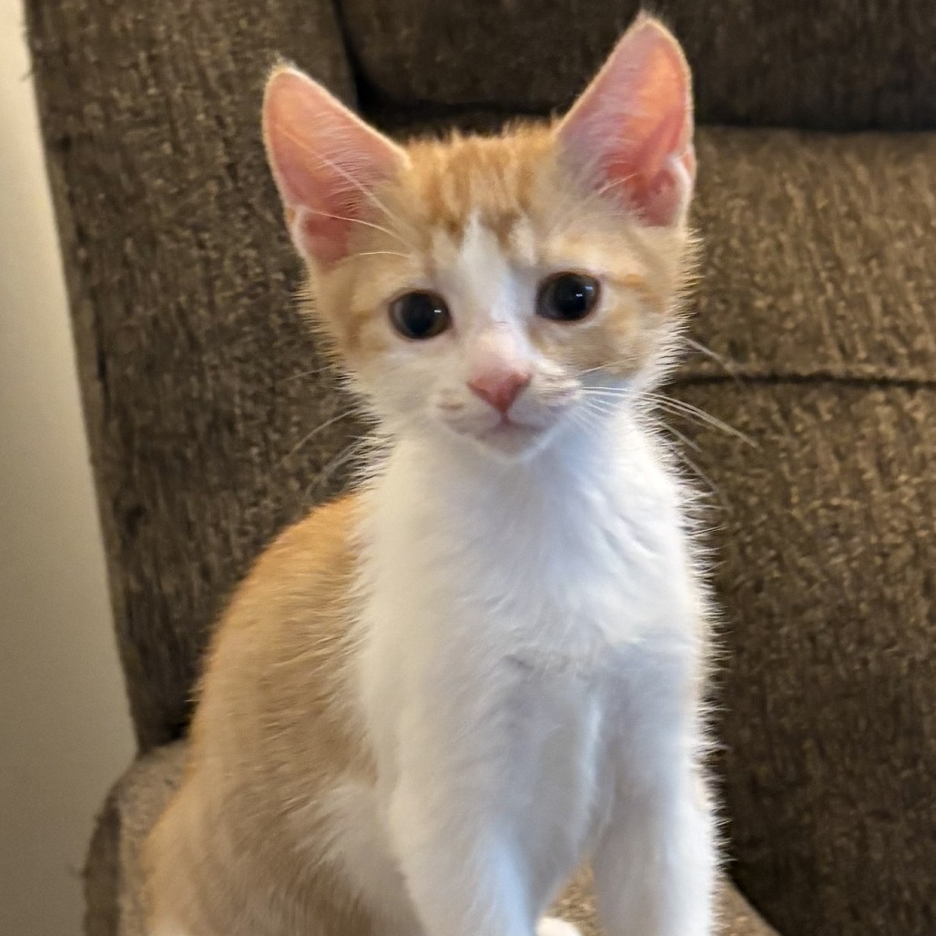 Marmalade