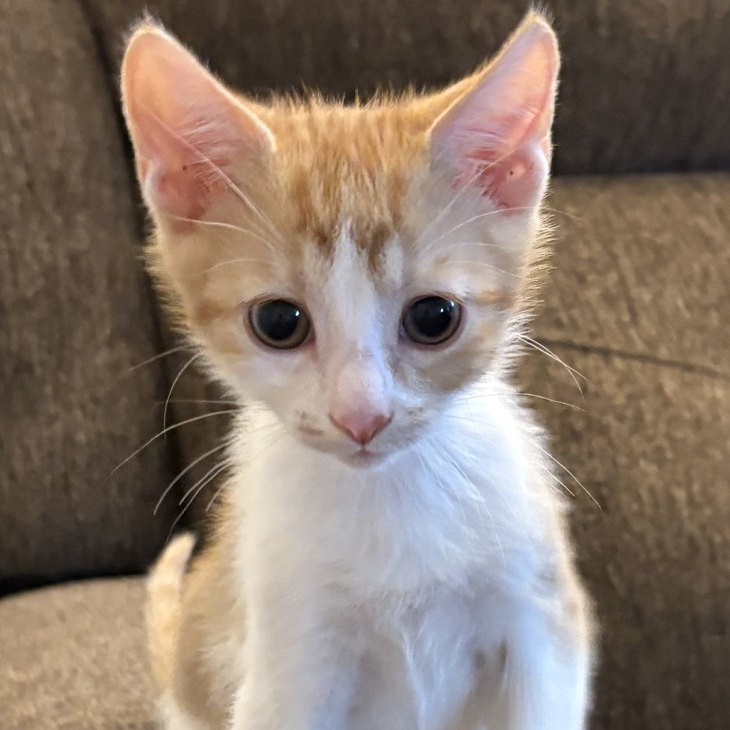 Marmalade