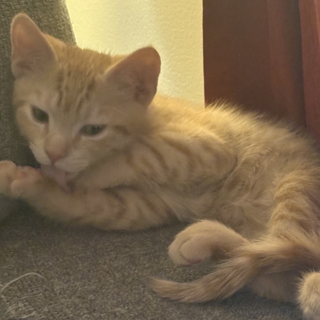 Mello