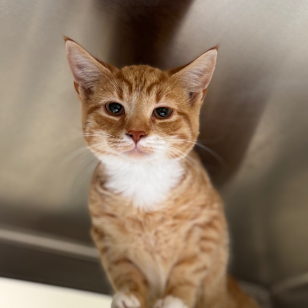 Cheddar