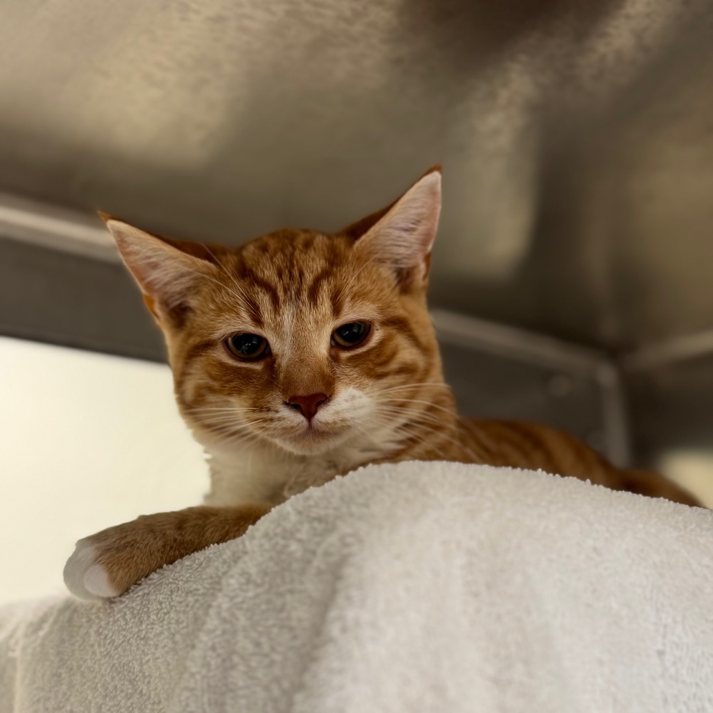 Cheddar