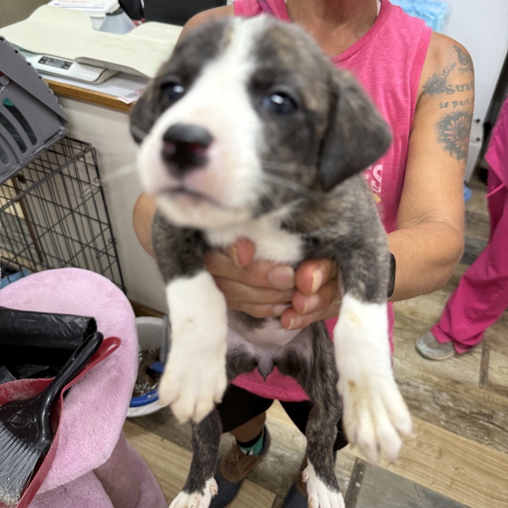 CT Iridessa avail Oct 11 (Workspace- Manchester, CT)