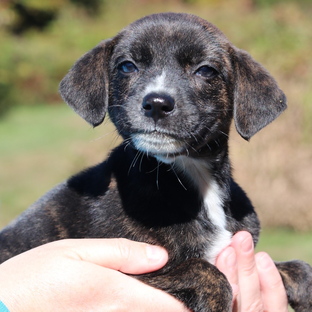 CT Fawn avail Oct 11 (Workspace- Manchester, CT)