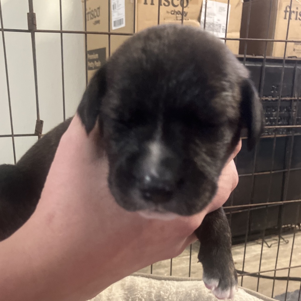 CT Fawn avail Oct 11 (Workspace- Manchester, CT)